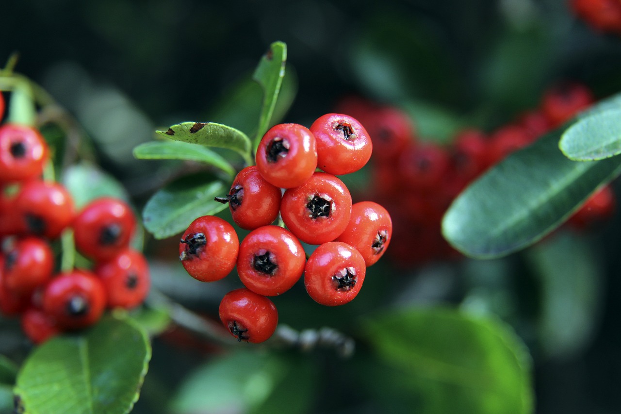 大的青训体 大的青训体