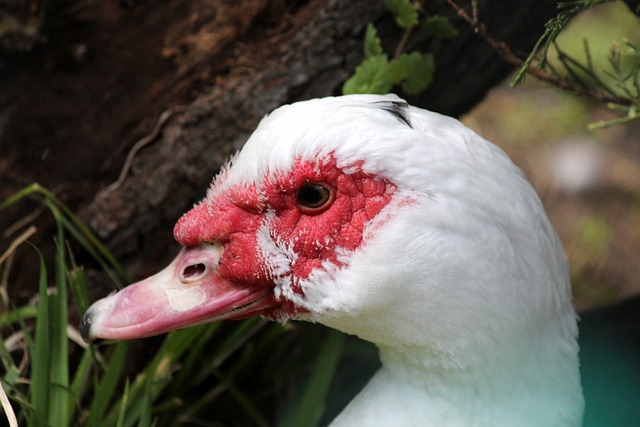 英足總盃對 英足總盃對